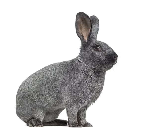 Side view of Argente rabbit isolated on white — Stock Photo, Image