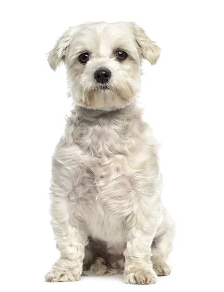 Bichon frise dog sitting and facing, isolated on white — Stock Photo, Image