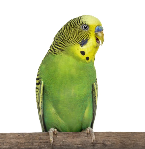 Close-up of Perched Budgie with beak open on white background — Stock Photo, Image