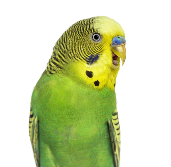 Close-up of Budgie with beak open on white background — Stock Photo, Image