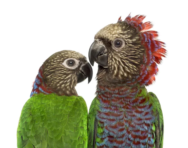 Pár papoušek vějířový izolované na bílém — Stock fotografie