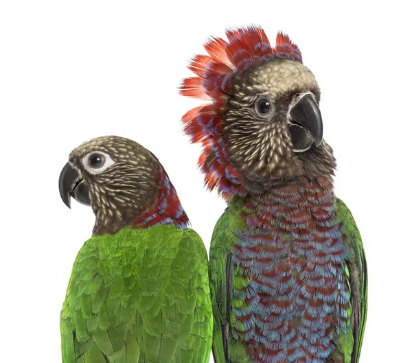 Γκρο πλαν του ένα ζευγάρι κόκκινο-fan παπαγάλος που απομονώνονται σε λευκό — Φωτογραφία Αρχείου