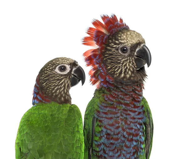 Cuplu de papagal roșu-ventilator izolat pe alb — Fotografie, imagine de stoc