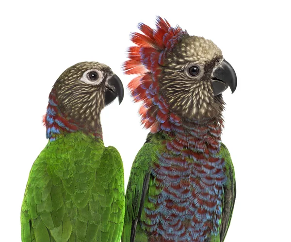 Coppia di pappagallo a ventaglio rosso isolato su bianco — Foto Stock