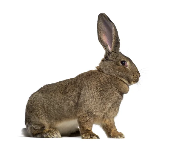 Side view of a Flemish Giant rabbit isolated on white — Stock Photo, Image