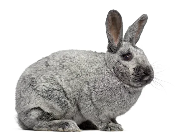 Vue latérale d'un lapin Argente mignon isolé sur blanc — Photo