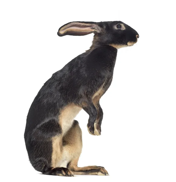 Belgian Hare on hind legs isolated on white — Stock Photo, Image