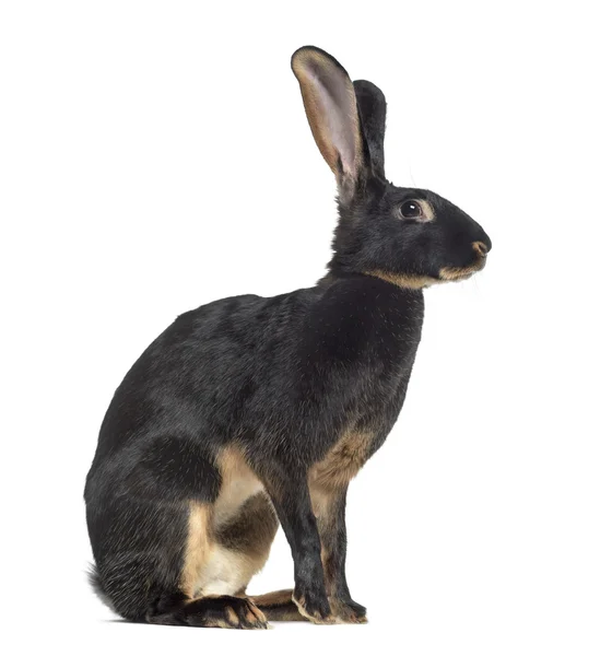 Side view of Belgian Hare isolated on white — Stock Photo, Image