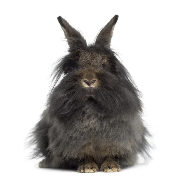 Framifrån av Mini Lop kanin isolerad på vit — Stockfoto