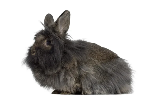 Widok z boku Mini Lop królik na białym tle — Zdjęcie stockowe