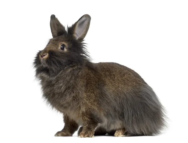 Zijaanzicht van Mini hangoor konijn geïsoleerd op wit — Stockfoto