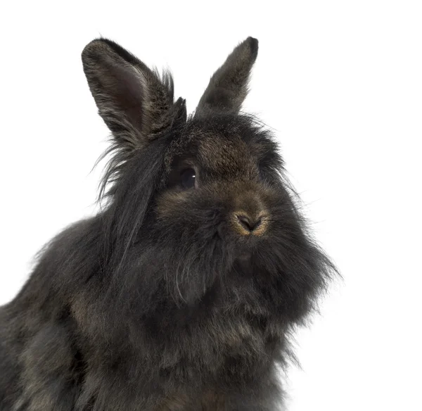 Крупный план Mini Lop Rabbit изолирован на белом — стоковое фото