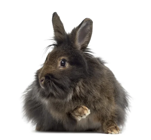 Mini Lop Rabbit aislado en blanco — Foto de Stock