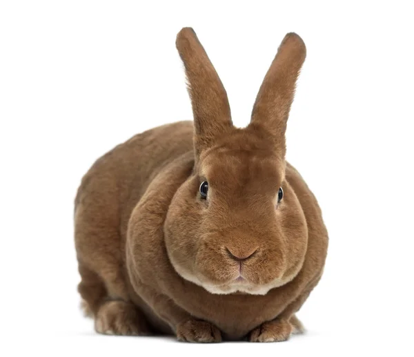Conejo Rex mirando aislado sobre blanco —  Fotos de Stock