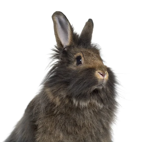 Nahaufnahme von Mini-Lappen-Kaninchen isoliert auf weiß — Stockfoto