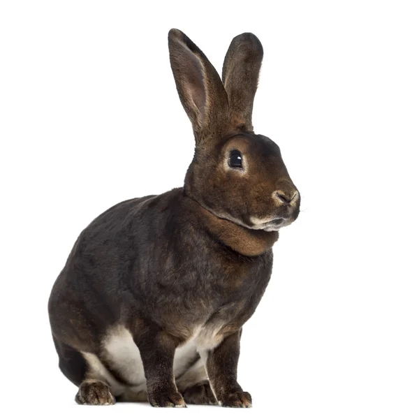 Рекс Кролик изолирован на белом — стоковое фото