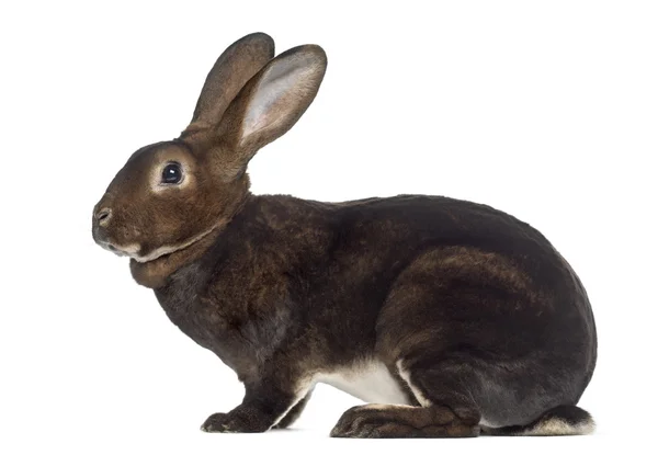 Widok z boku Rex królik na białym tle — Zdjęcie stockowe