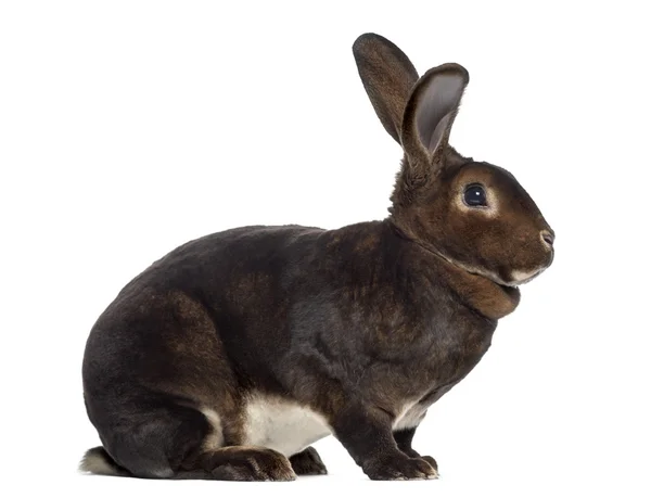 Rex tavşan üzerinde beyaz izole yan görünüm — Stok fotoğraf
