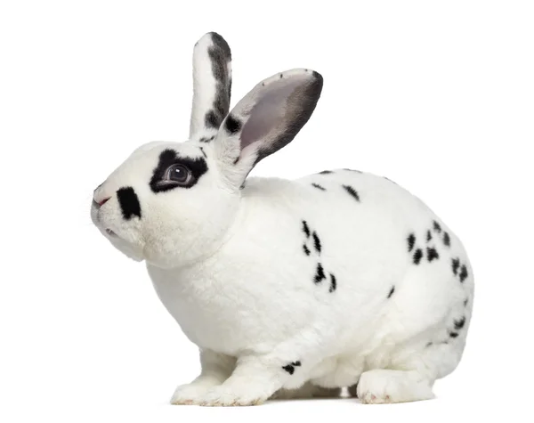 Side view of Checkered rabbit isolated on white — Stock Photo, Image