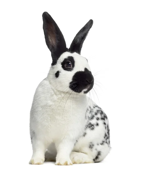 Front view of Checkered rabbit isolated on white — Stock Photo, Image