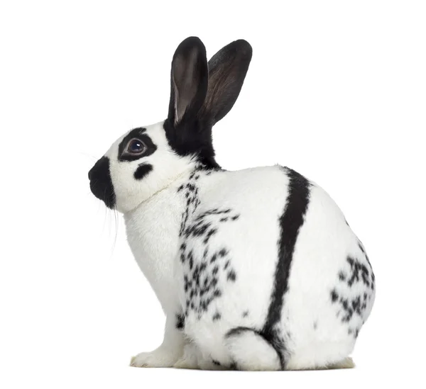 Side view of Checkered rabbit isolated on white — Stock Photo, Image