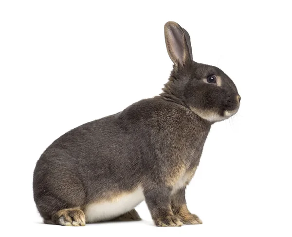 Widok z boku z opłatą Perle królik na białym tle — Zdjęcie stockowe