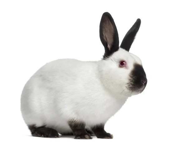 Widok z boku rosyjski królik na białym tle — Zdjęcie stockowe
