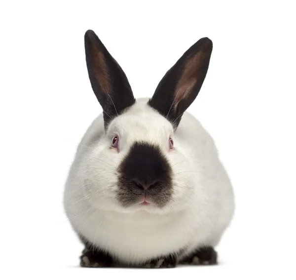 Front view of Russian rabbit isolated on white — Stock Photo, Image