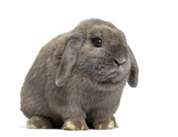 Side view of Holland Lop rabbit isolated on white — Stock Photo, Image