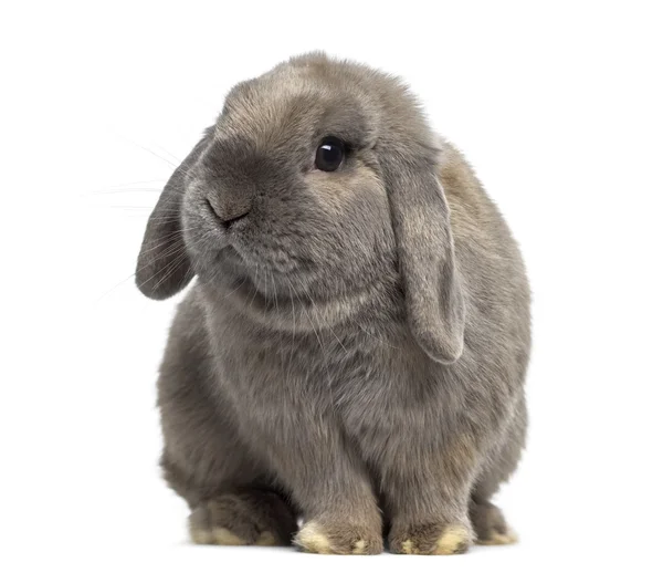 Cute Holland Lop conejo aislado en blanco —  Fotos de Stock