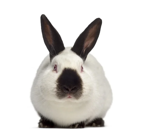 Vista frontal del conejo ruso aislado en blanco Fotos De Stock