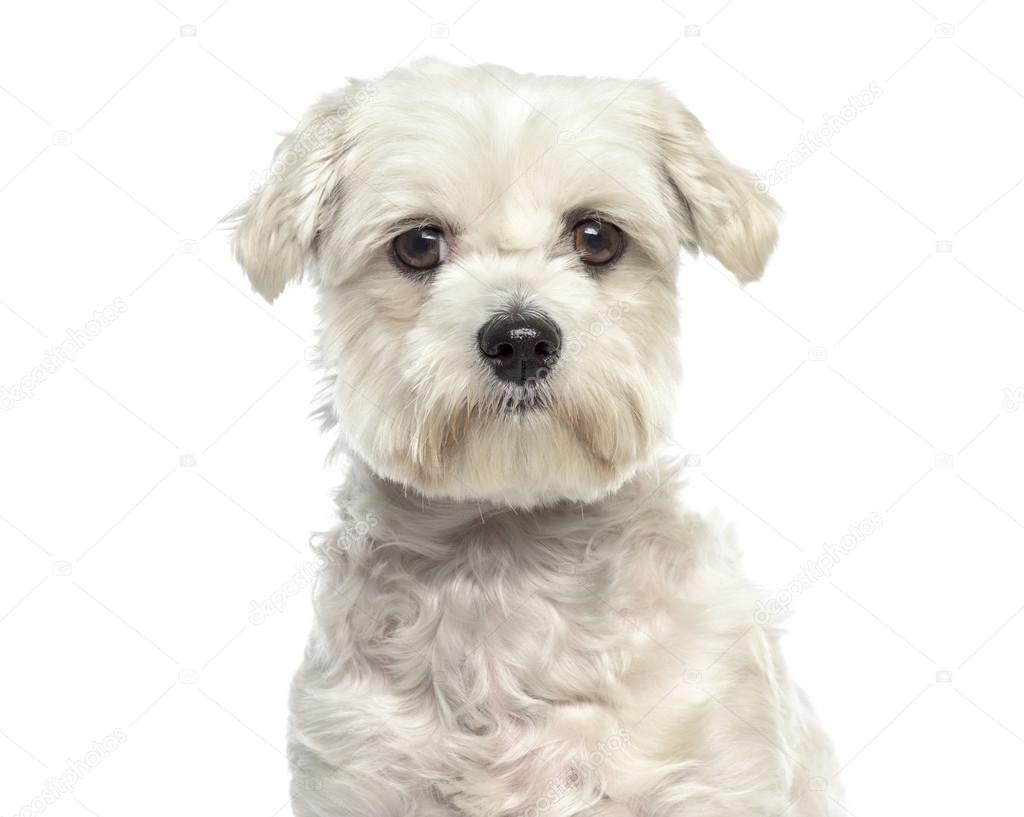 Close-up of Bichon maltese dog facing isolated on white