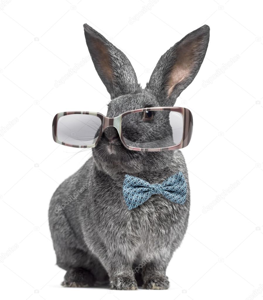 Download Argente rabbit wearing glasses and bow tie isolated on ...