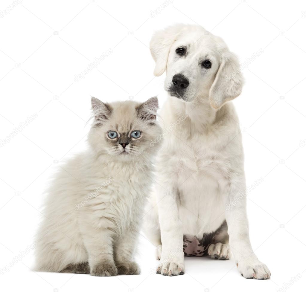 Cat and dog sitting isolated on white