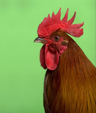 Headshot of Ardennaise rooster against green background clipart