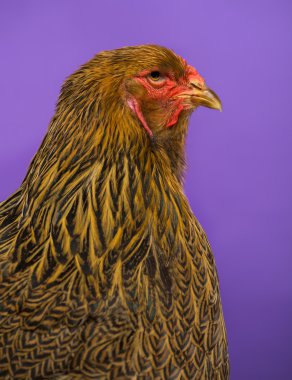 Brahma tavuk mor arka plan karşı tarafına yakın çekim