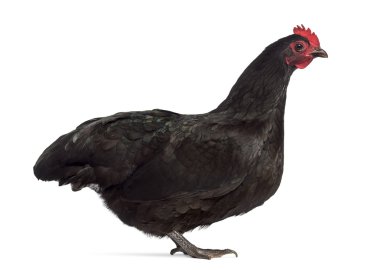 Beyaz izole bir Australorp tavuk yan görünüm