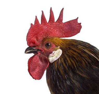 Beyaz izole Bassette horoz Close-Up