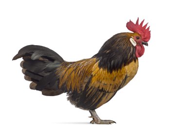 Beyaz izole Bassette horoz yan görünüm