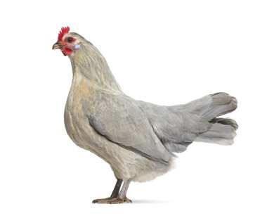 Beyaz izole bir Belçikalı tavuk yan görünüm