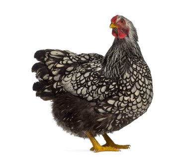 Beyaz izole Wyandotte tavuk yan görünüm