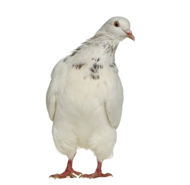 Önden Görünüm Teksaslı güvercin izole üzerinde beyaz sorgulama