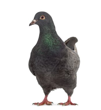 Beyaz izole bir fantezi güvercin önden görünümü