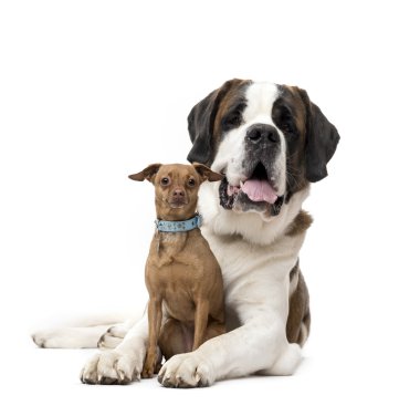 St. Bernard ve üzerinde beyaz izole minyatür Pinscher bakıyor