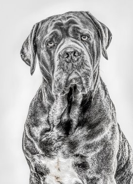 Kameraya bakarak Cane Corso Close-Up