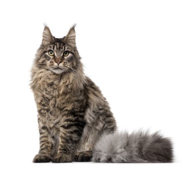 Bir Maine coon oturan beyaz izole yan görünüm