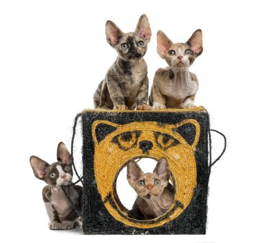 Beyaz izole grup oynarken yoksun Rex kedi