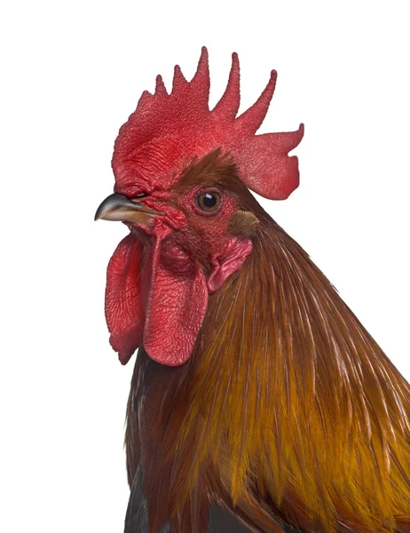 Side view of a Ardennaise rooster isolated on white — Stock Photo, Image