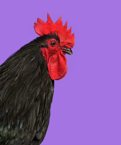 Close-up de um frango Australorp contra fundo roxo — Fotografia de Stock