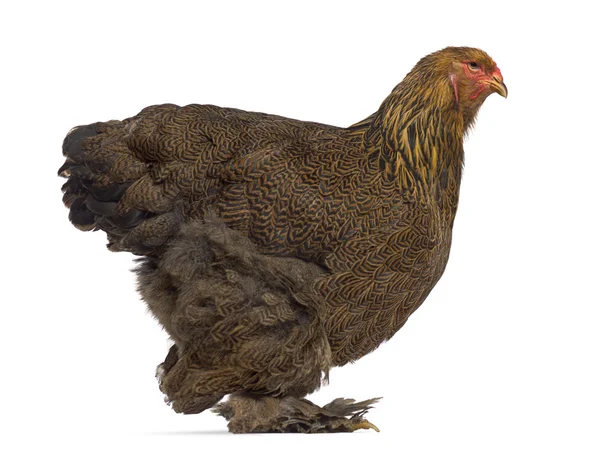 Vue latérale du poulet Brahma isolé sur blanc — Photo